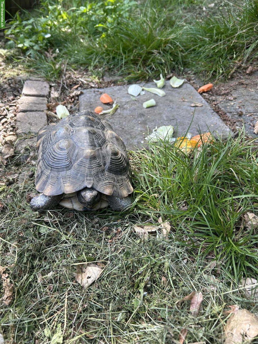 Bild 2: 3 griechische Landschildkröten zu vergeben