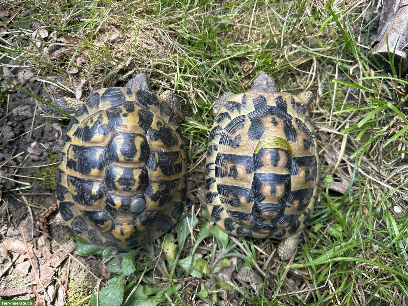 Bild 3: 3 griechische Landschildkröten zu vergeben