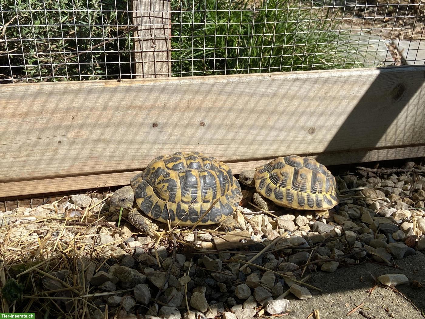 Bild 4: 3 griechische Landschildkröten zu vergeben