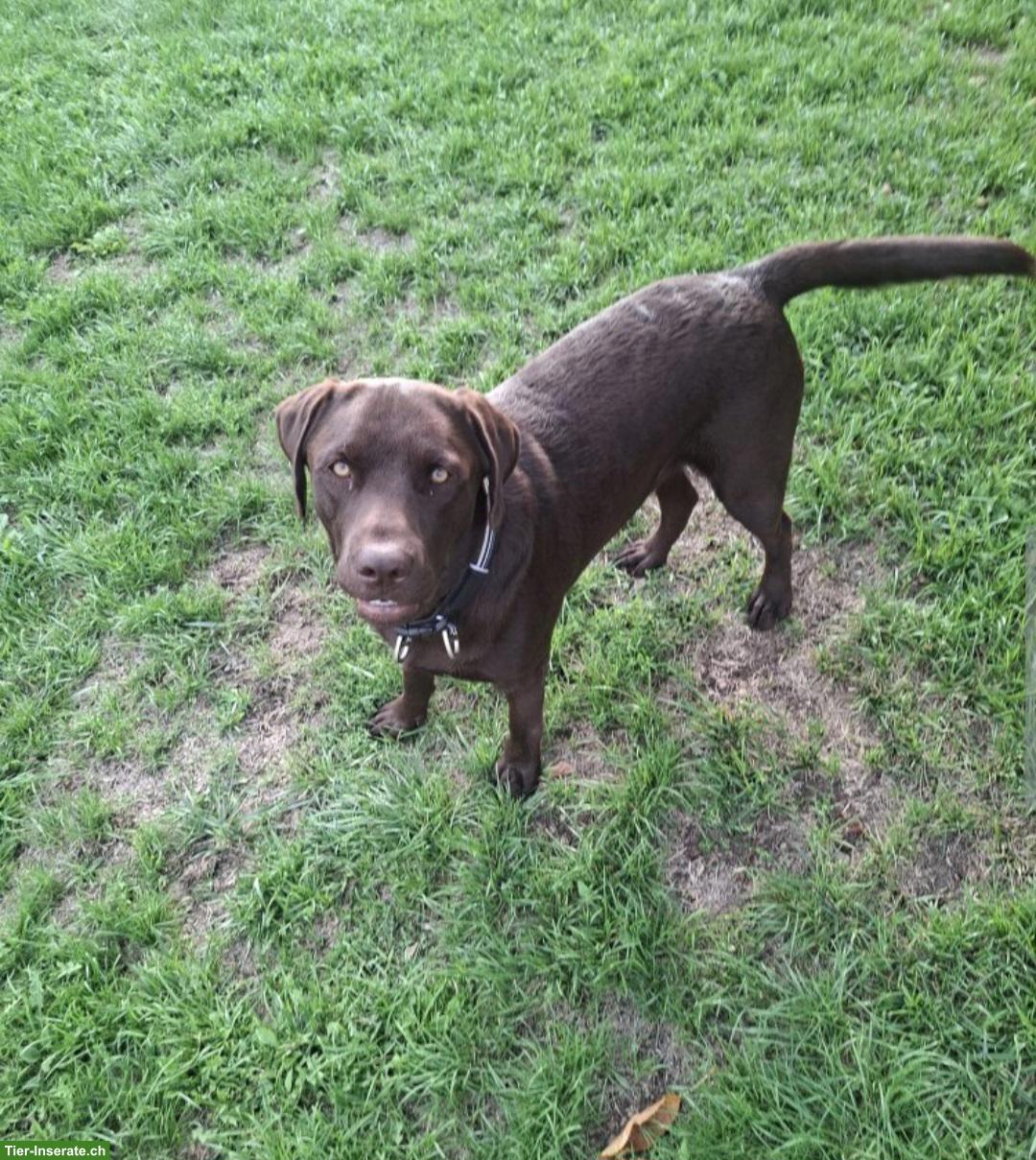 Labrador Rüde, schokobraun