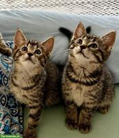 Herzige Kitten einer Maine Coon x Norwegischen Waldkatzen-Dame
