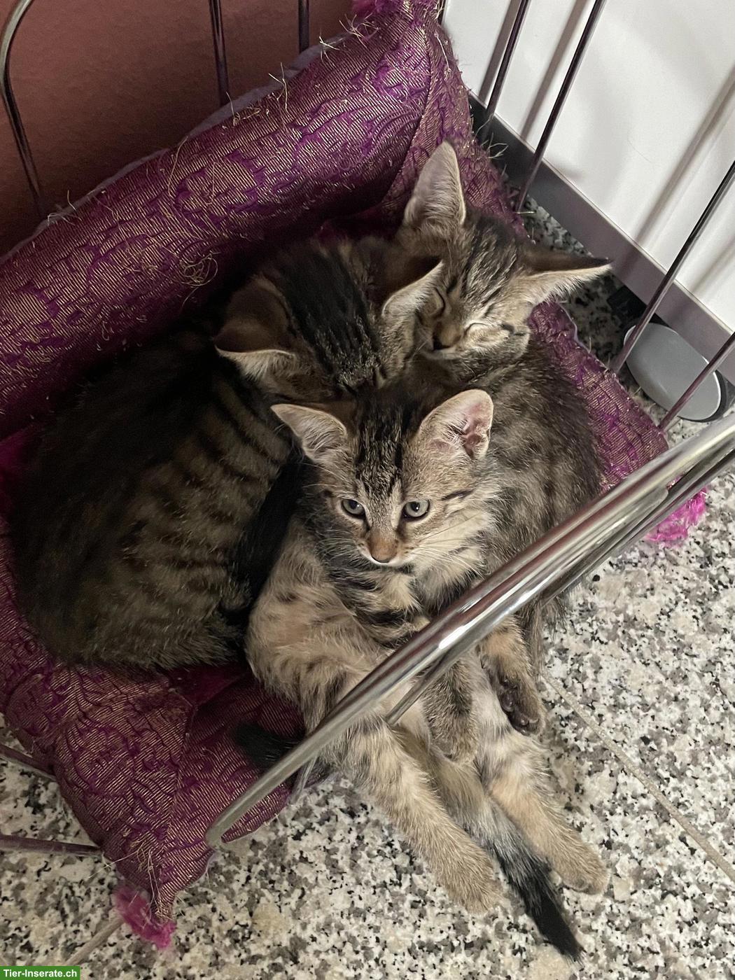 Bild 2: Herzige Kitten einer Maine Coon x Norwegischen Waldkatzen-Dame