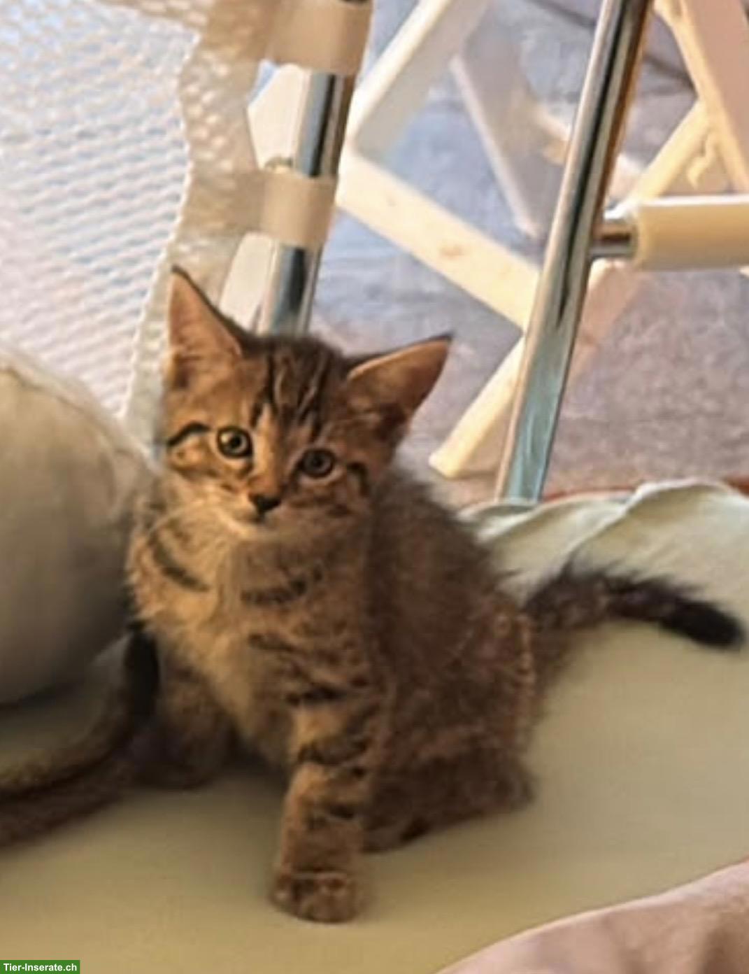Bild 3: Herzige Kitten einer Maine Coon x Norwegischen Waldkatzen-Dame
