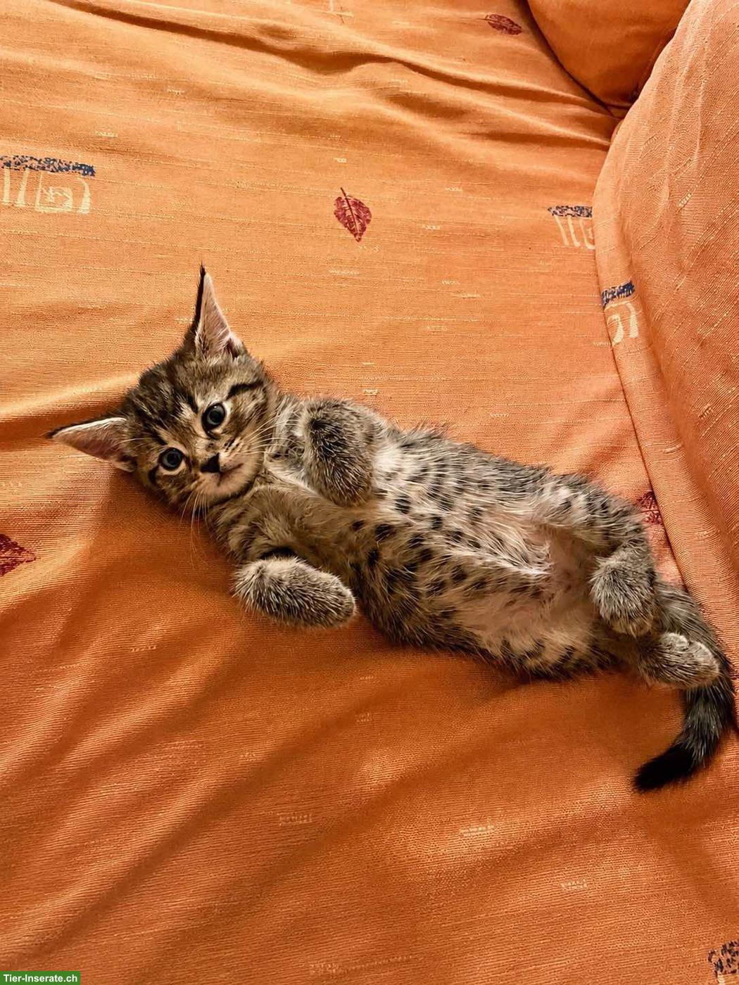 Bild 4: Herzige Kitten einer Maine Coon x Norwegischen Waldkatzen-Dame