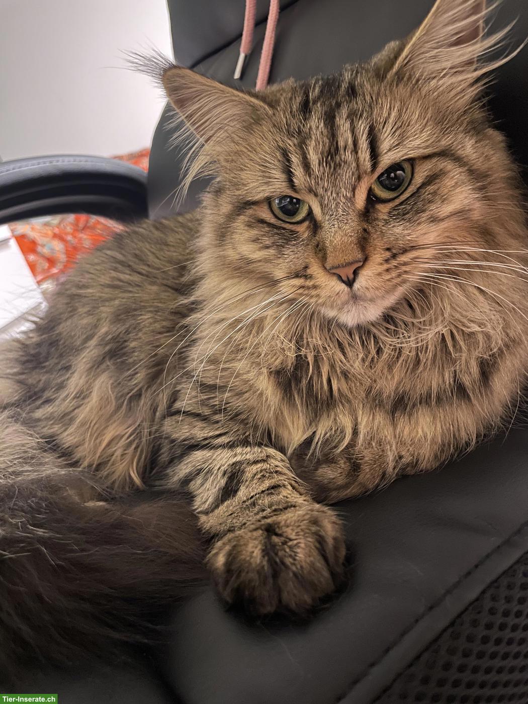 Bild 5: Herzige Kitten einer Maine Coon x Norwegischen Waldkatzen-Dame