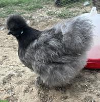 Zwergseidenhuhn Hennen von 2026 zu verkaufen
