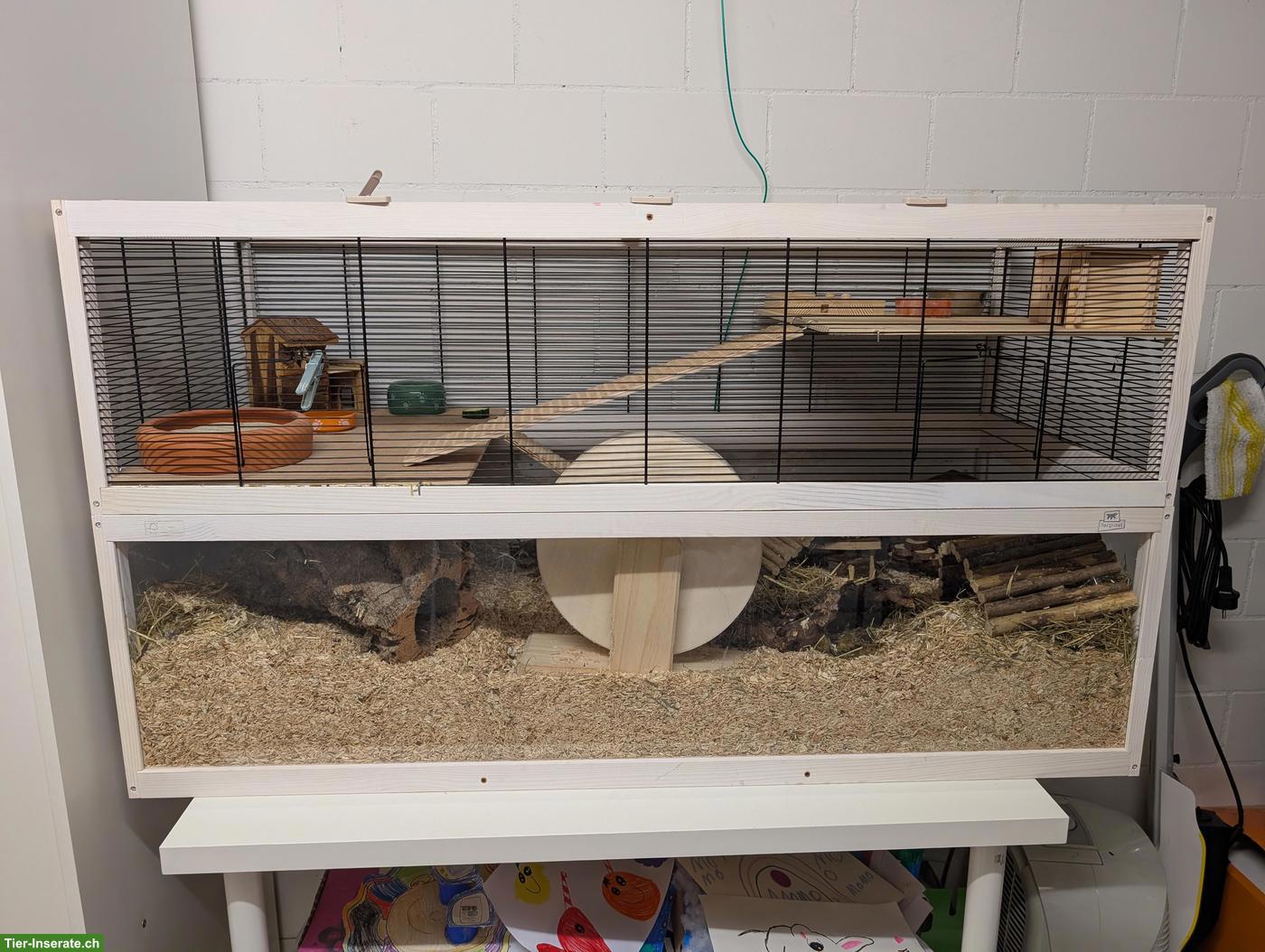 Teddyhamster mit grossem Käfig abzugeben