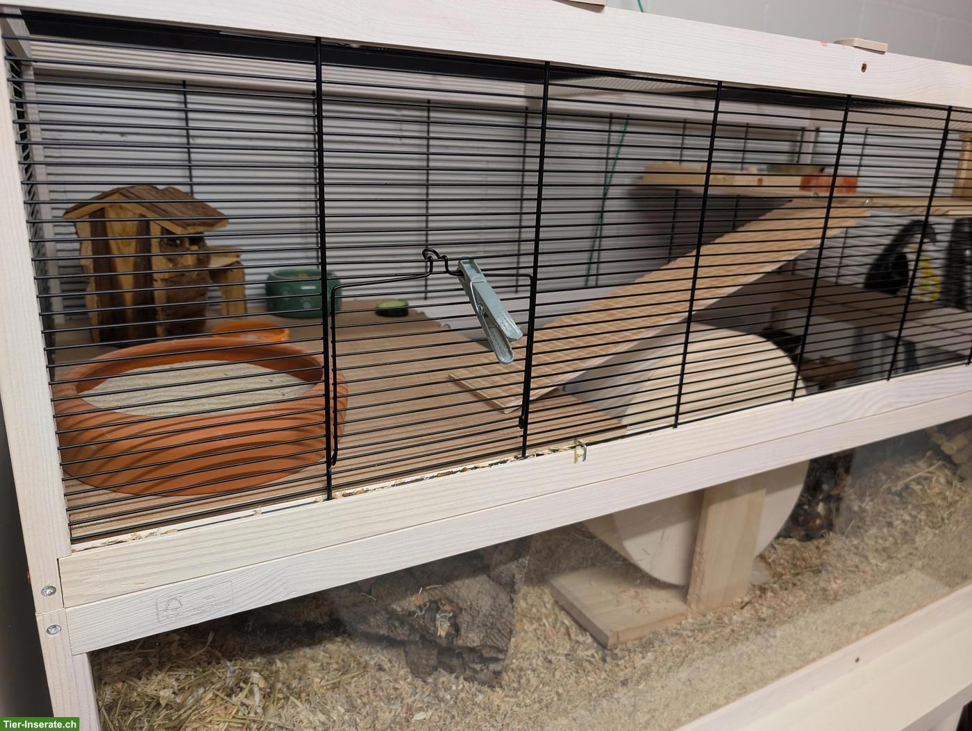 Bild 2: Teddyhamster mit grossem Käfig abzugeben