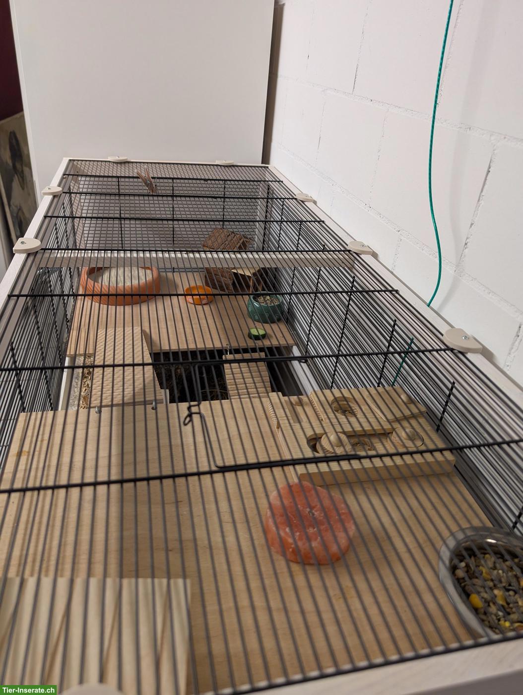 Bild 3: Teddyhamster mit grossem Käfig abzugeben