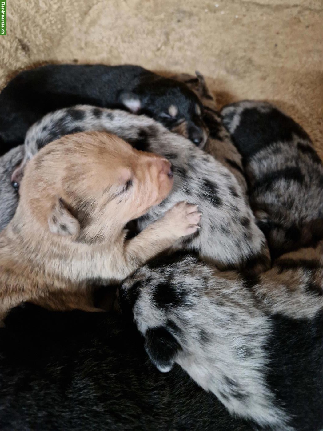 Bergamasker/Border Collie x Appenzeller Mix Welpen
