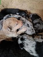 Bergamasker/Border Collie x Appenzeller Mix Welpen