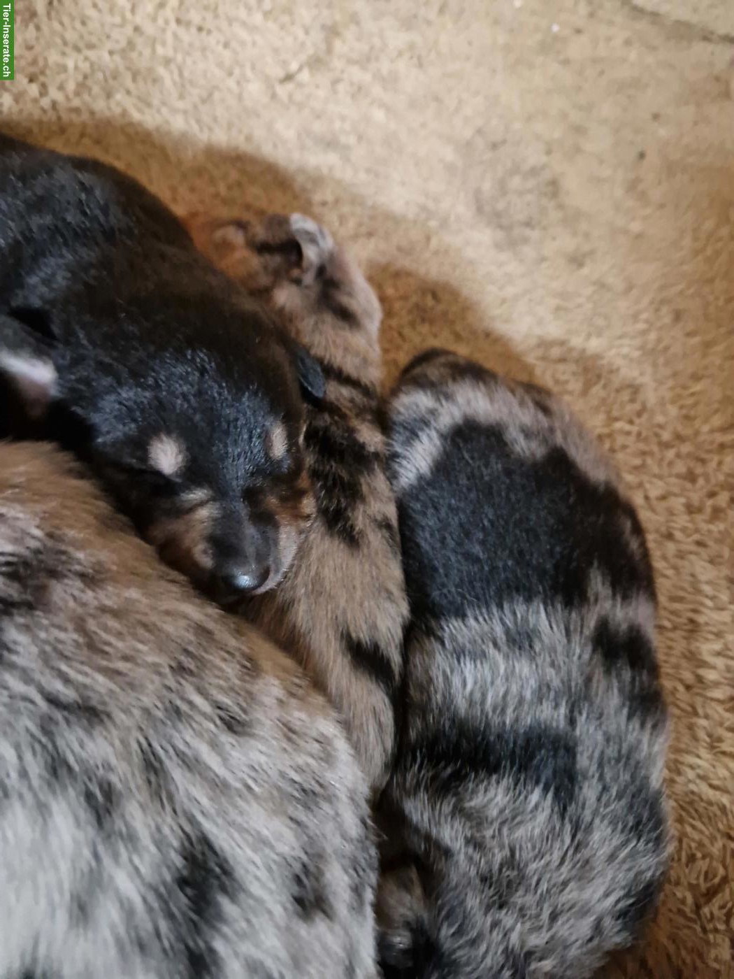 Bild 2: Bergamasker/Border Collie x Appenzeller Mix Welpen