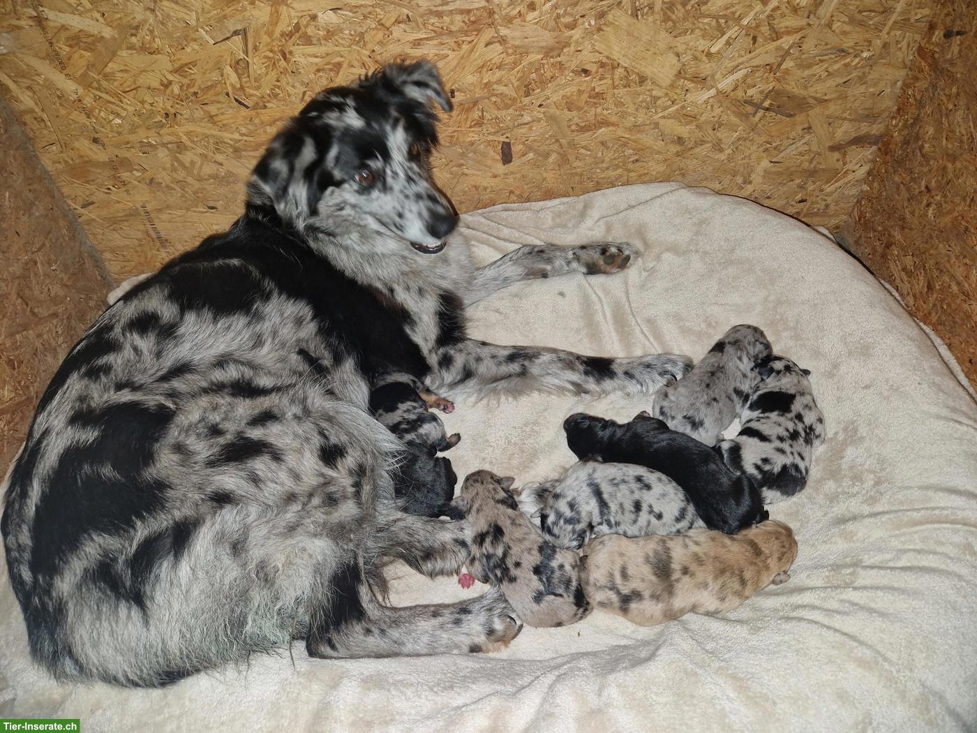 Bild 4: Bergamasker/Border Collie x Appenzeller Mix Welpen