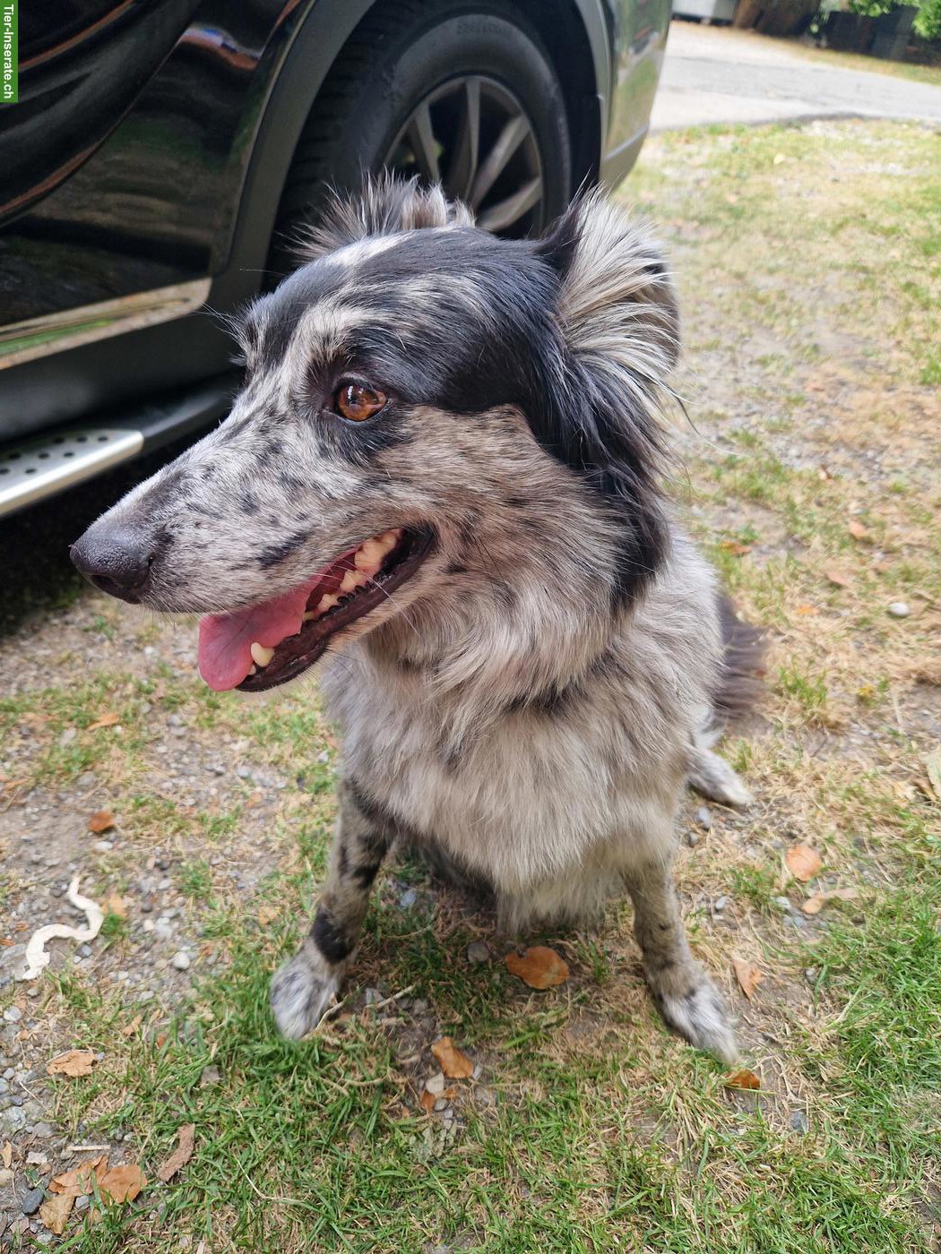 Bild 5: Bergamasker/Border Collie x Appenzeller Mix Welpen