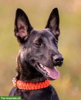 Süsser Malinois Mix Jungrüde Pisto