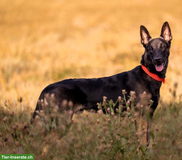 Bild 2: Süsser Malinois Mix Jungrüde Pisto