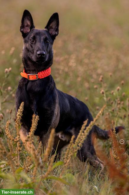 Bild 3: Süsser Malinois Mix Jungrüde Pisto