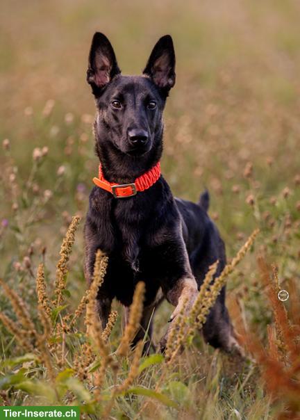 Bild 4: Süsser Malinois Mix Jungrüde Pisto
