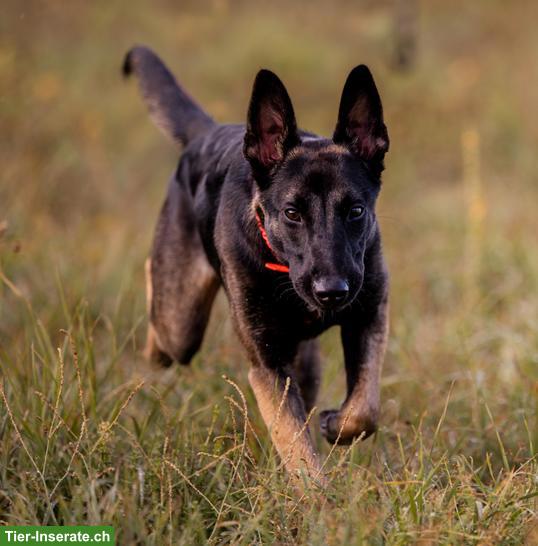Bild 5: Süsser Malinois Mix Jungrüde Pisto