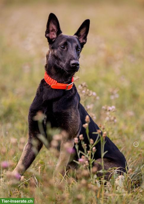 Bild 6: Süsser Malinois Mix Jungrüde Pisto