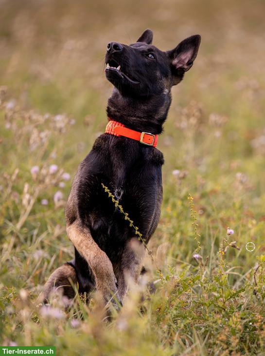 Bild 7: Süsser Malinois Mix Jungrüde Pisto