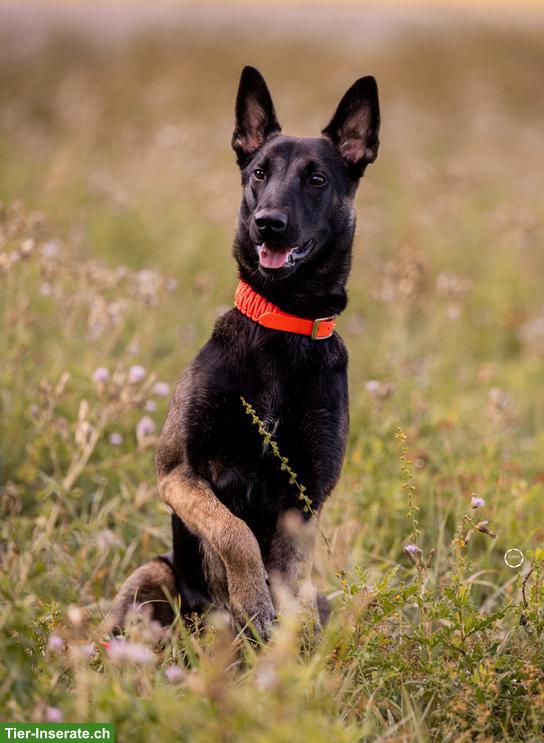 Bild 8: Süsser Malinois Mix Jungrüde Pisto