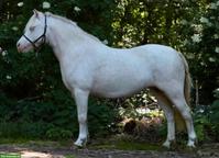 Charmante Welsh A Stute in Cremello-Farbe sucht neues Zuhause