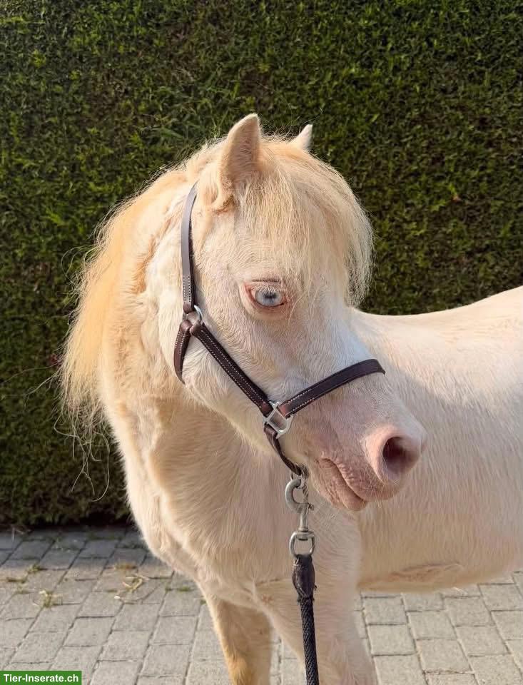 Bild 2: Charmante Welsh A Stute in Cremello-Farbe sucht neues Zuhause