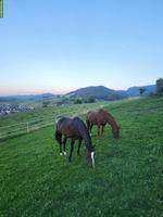 Schöner Altersplatz für Pferdesenior in Oberdorf BL