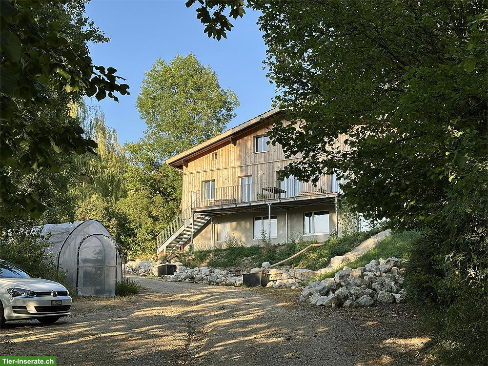 Bild 2: 6-Zimmer-Wohnung mit viel Umschwung & auf Wunsch mit Gemüsegarten