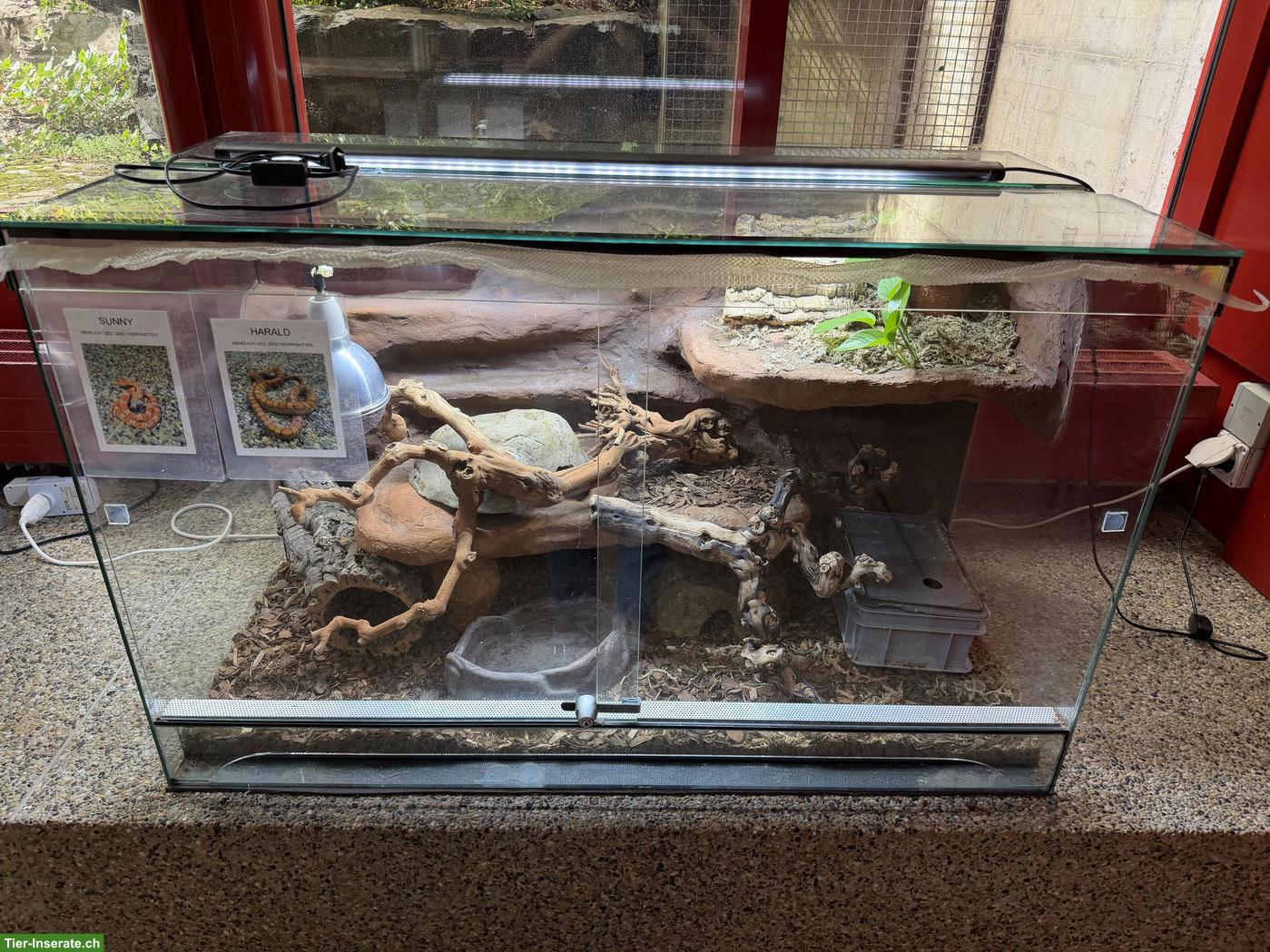 Kornnattern mit Terrarium gratis abzugeben