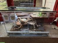 Kornnattern mit Terrarium gratis abzugeben