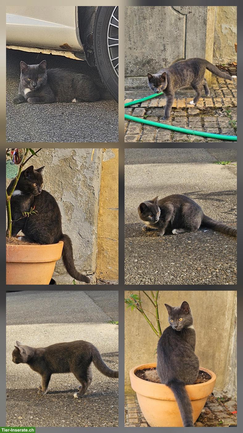 Hübscher Kater an liebevolle Menschen abzugeben