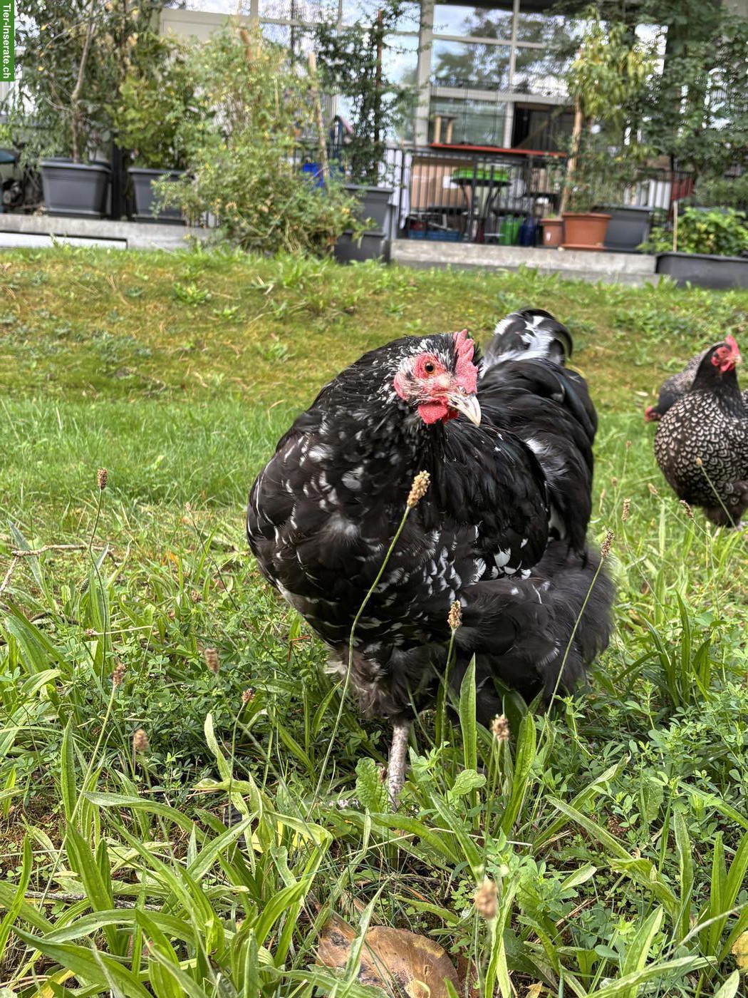 Orpington Hahn sucht schönen Lebensplatz