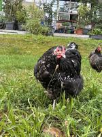Orpington Hahn sucht schönen Lebensplatz