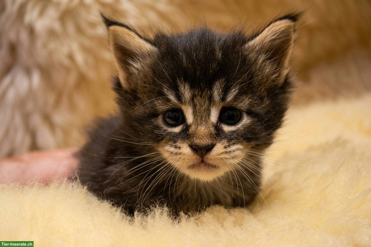Maine Coon Kitten suchen Für-immer-Zuhause
