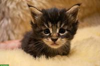 Maine Coon Kitten suchen Für-immer-Zuhause