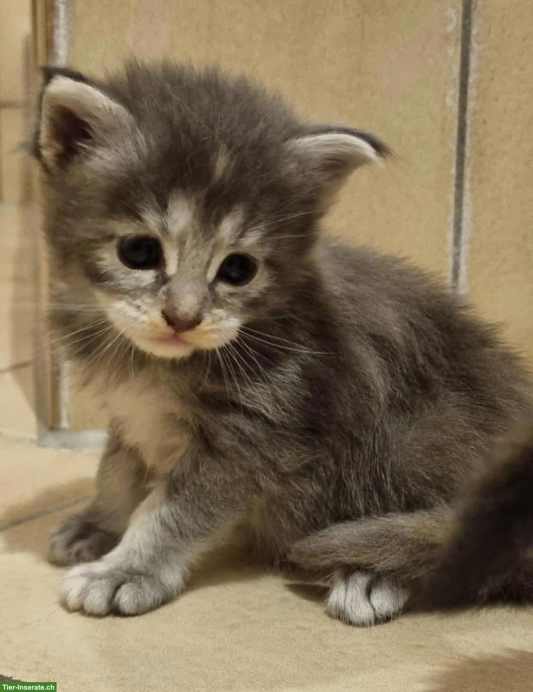 Bild 2: Maine Coon Kitten suchen Für-immer-Zuhause