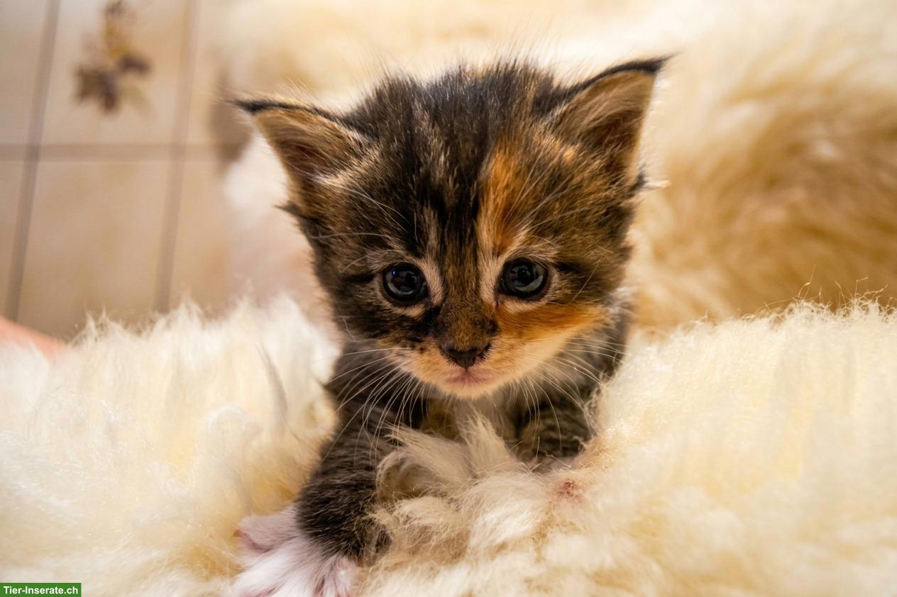 Bild 3: Maine Coon Kitten suchen Für-immer-Zuhause