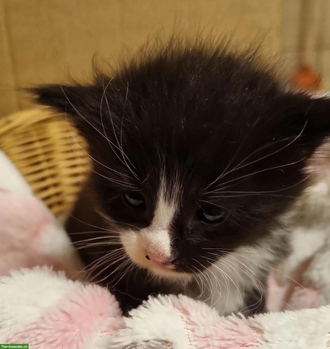 Bild 4: Maine Coon Kitten suchen Für-immer-Zuhause
