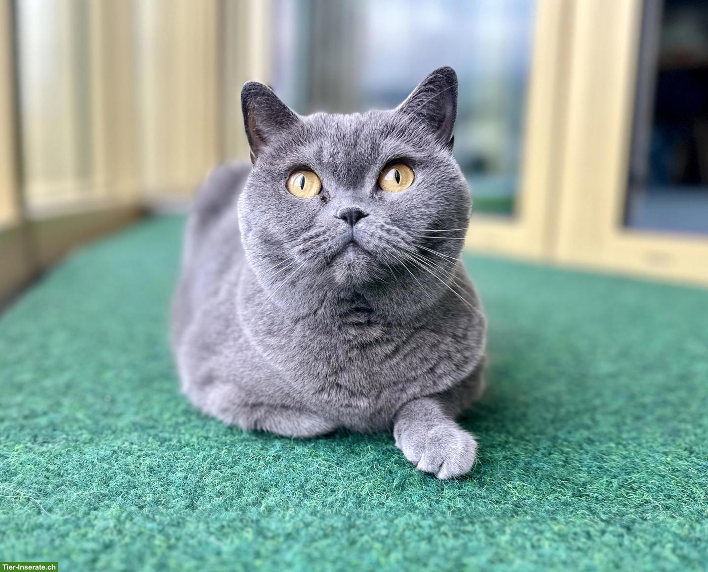 BKH Katze sucht ruhiges, liebevolles Zuhause als Einzelkatze