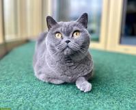 BKH Katze sucht ruhiges, liebevolles Zuhause als Einzelkatze