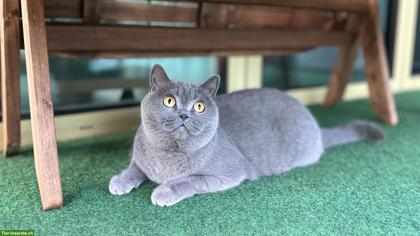 Bild 2: BKH Katze sucht ruhiges, liebevolles Zuhause als Einzelkatze