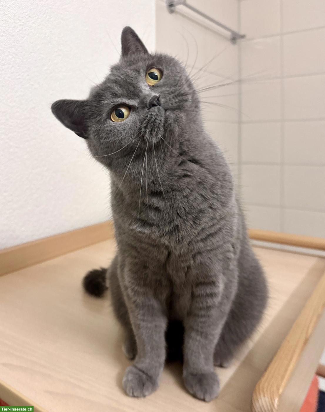 Bild 3: BKH Katze sucht ruhiges, liebevolles Zuhause als Einzelkatze