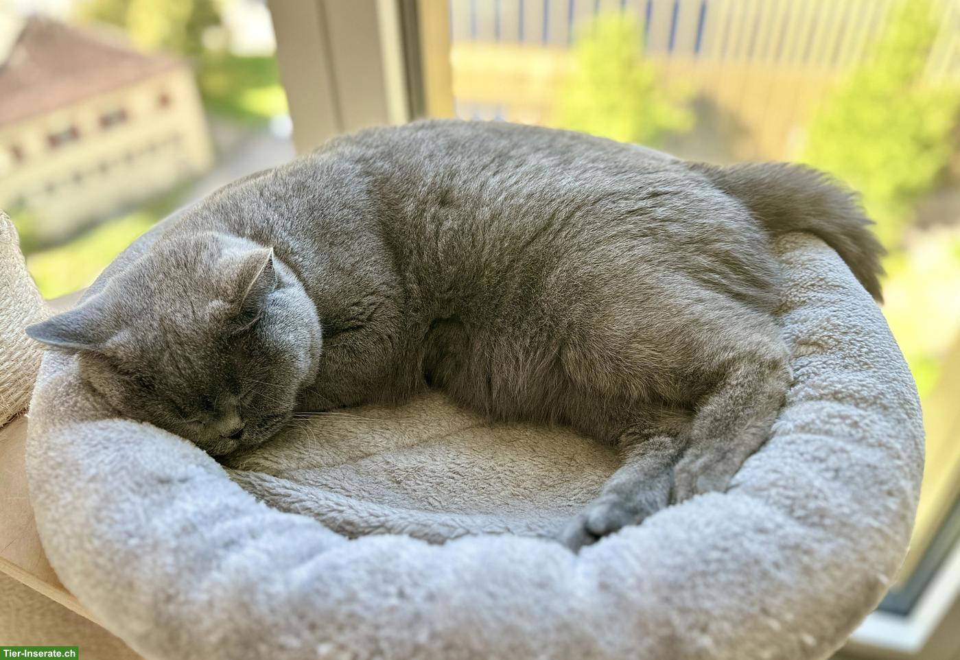 Bild 4: BKH Katze sucht ruhiges, liebevolles Zuhause als Einzelkatze