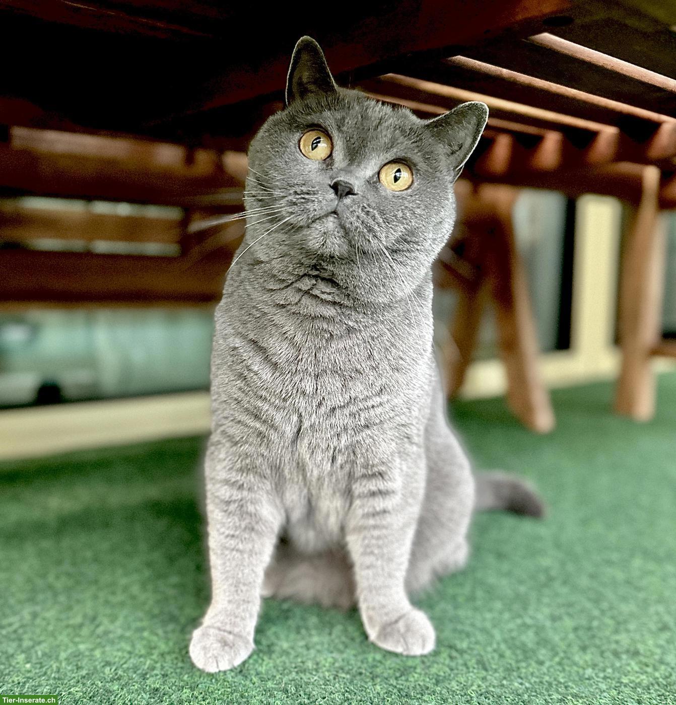 Bild 5: BKH Katze sucht ruhiges, liebevolles Zuhause als Einzelkatze