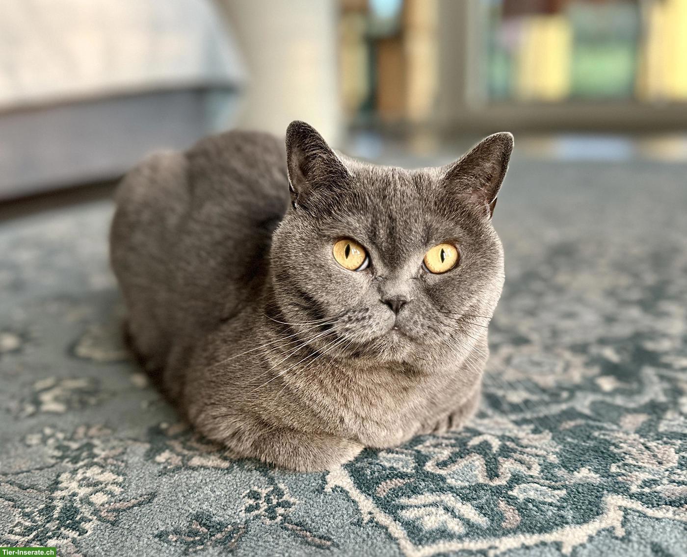 Bild 6: BKH Katze sucht ruhiges, liebevolles Zuhause als Einzelkatze