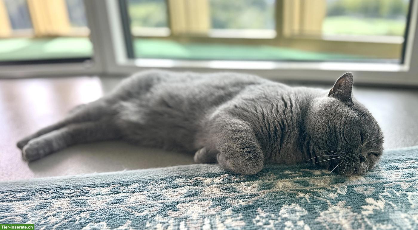 Bild 7: BKH Katze sucht ruhiges, liebevolles Zuhause als Einzelkatze