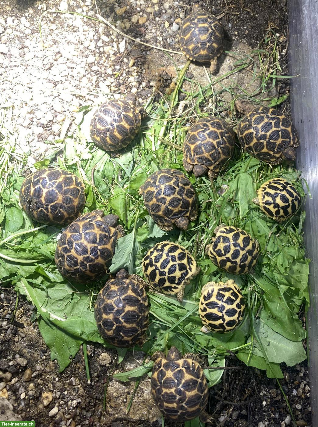 Indische Sternschildkröte (Geochelone elegans)