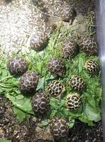 Indische Sternschildkröte (Geochelone elegans)